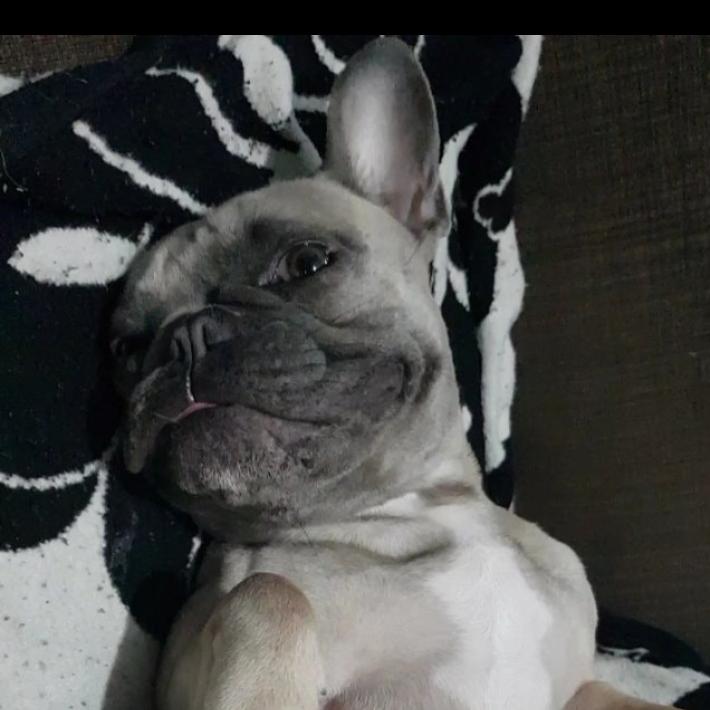 @maggieadventurefrenchie