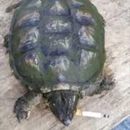 @knockyagranyanklloss