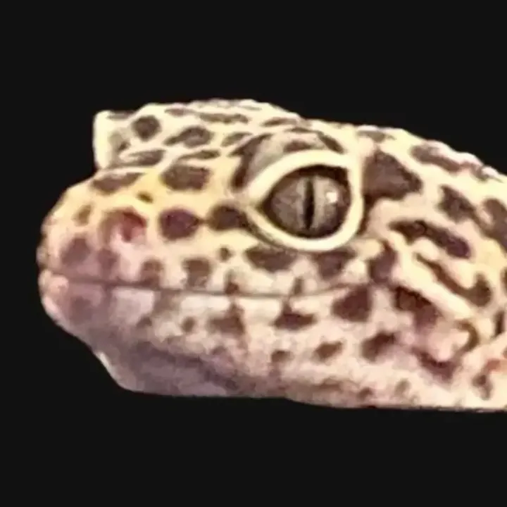 not_stevethegecko