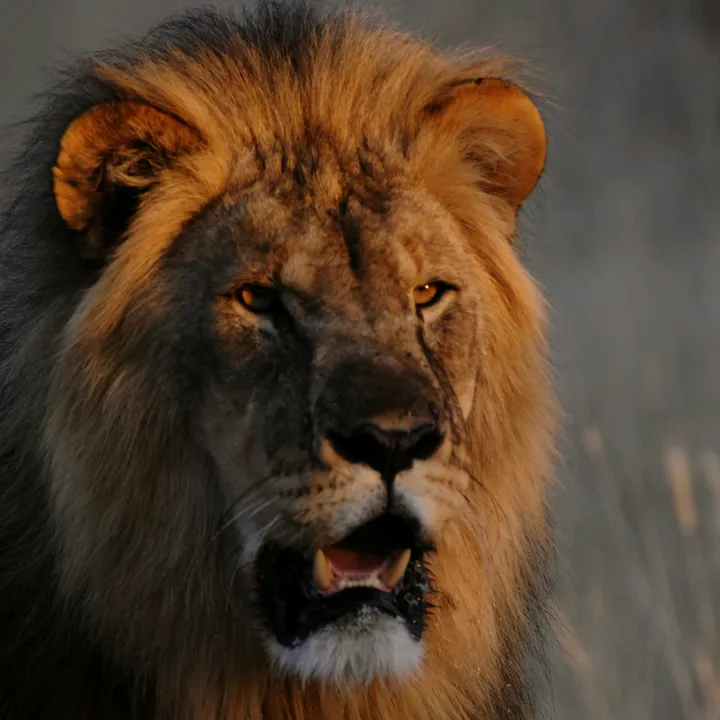 madbookings_travel