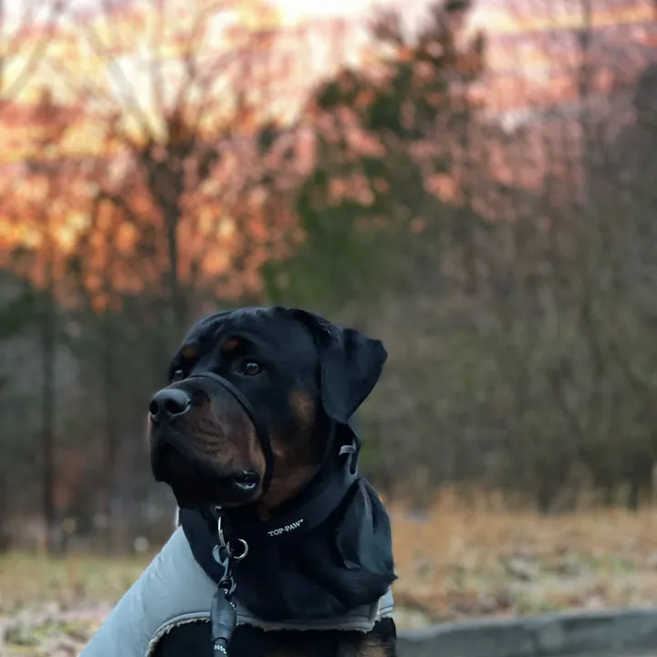bearisthebestrottweiler