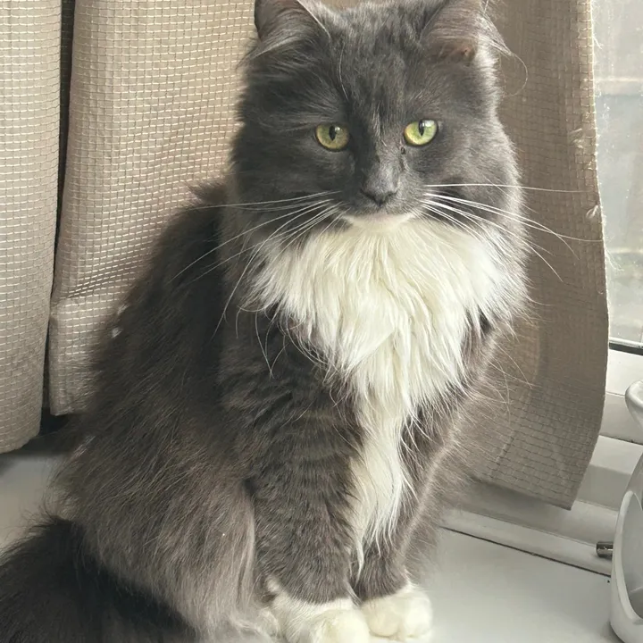 olive_the_cat6