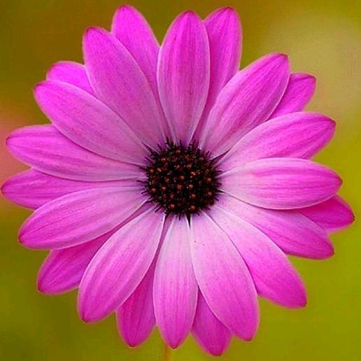 💘🌸 - suara asli