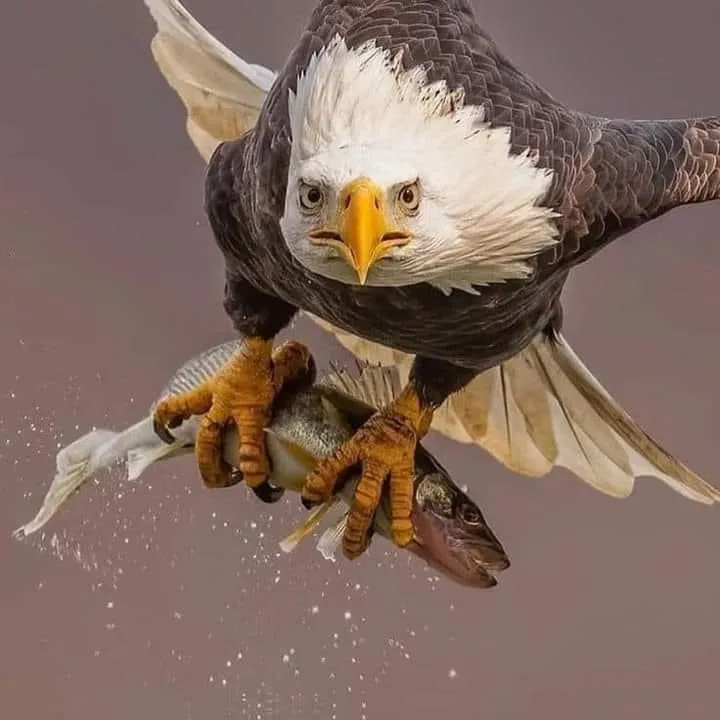 @rafatzughbi