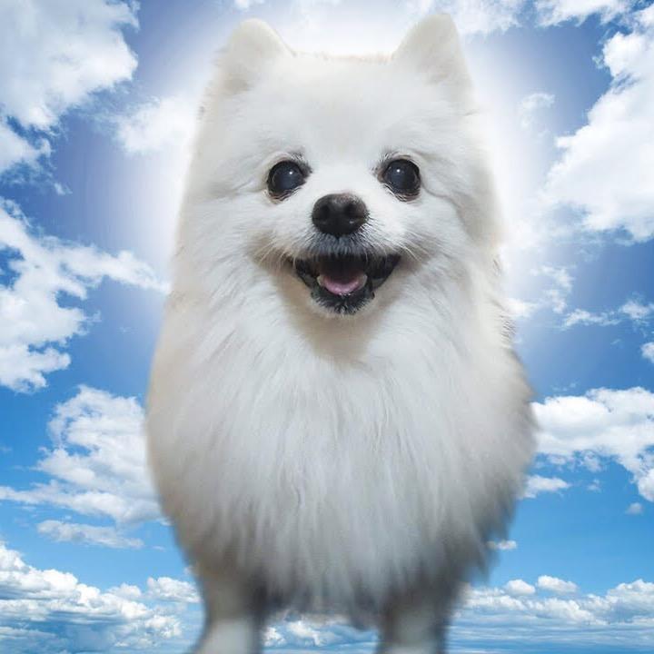 @gabe._.the._.doge