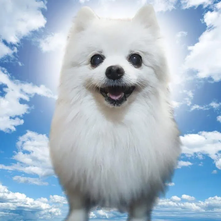 @gabe._.the._.doge