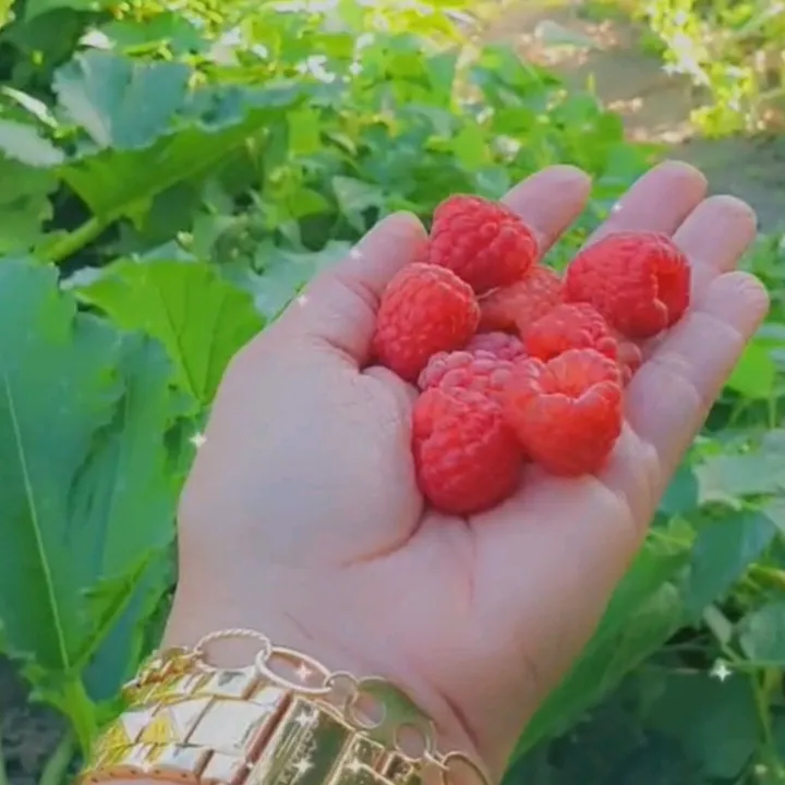 @jodi23www.tik