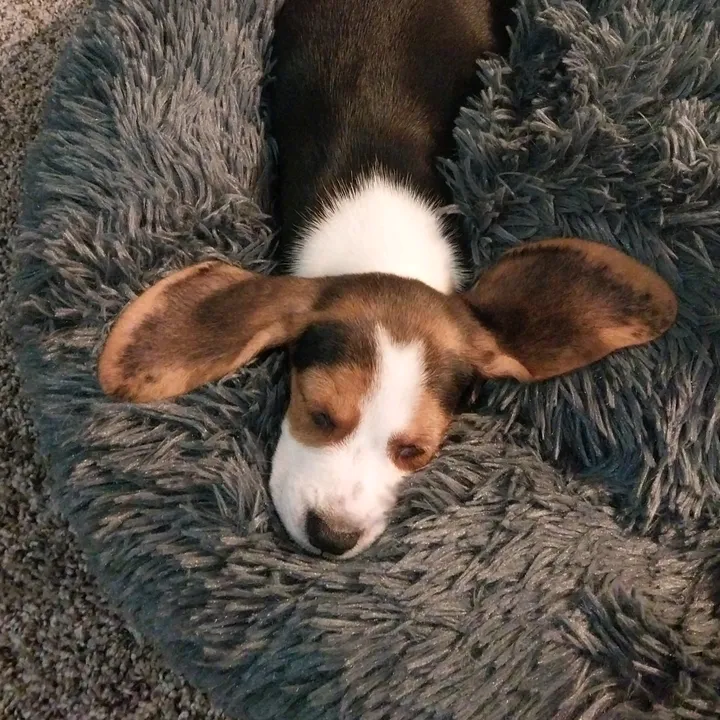 @biscuitthebeagle1701