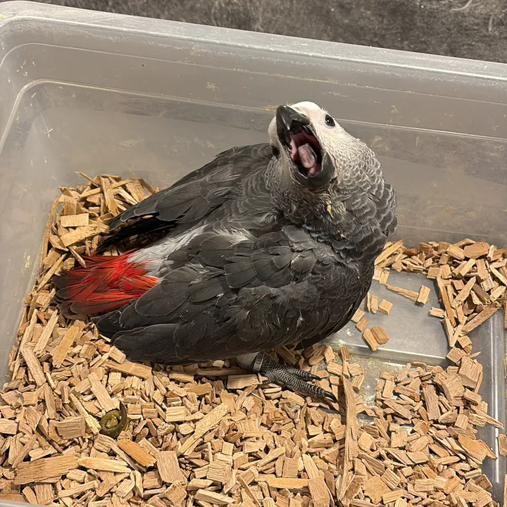 jurassicbudgies