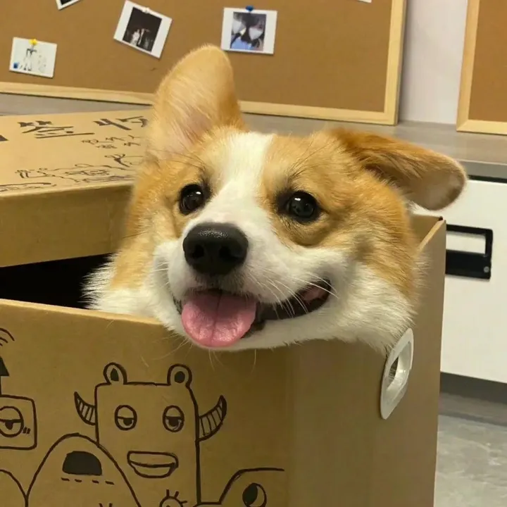 happy.puppy.s15