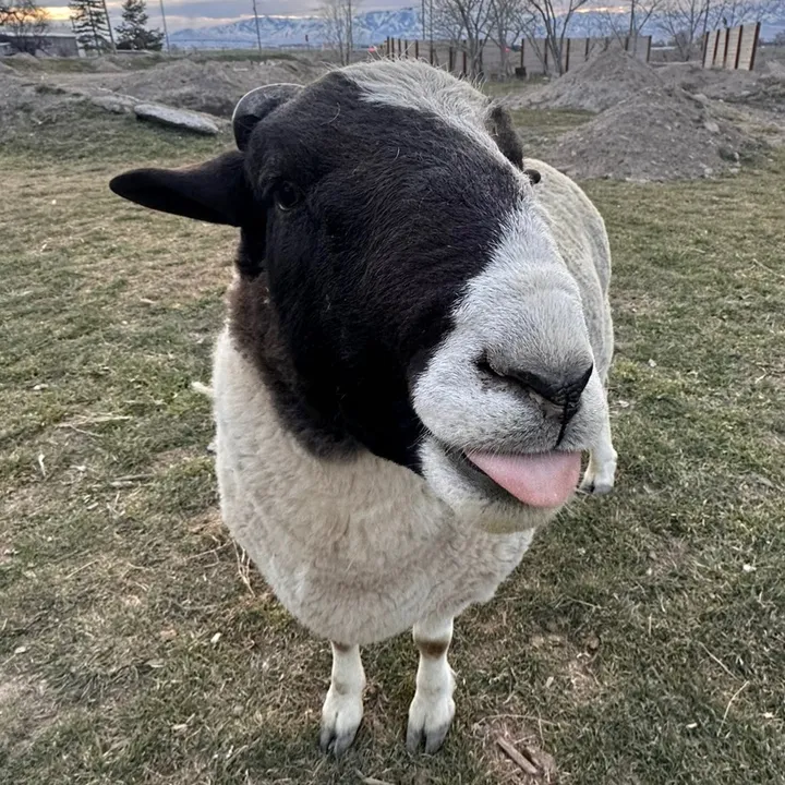 @happi.acres
