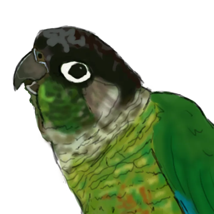crystal.conure