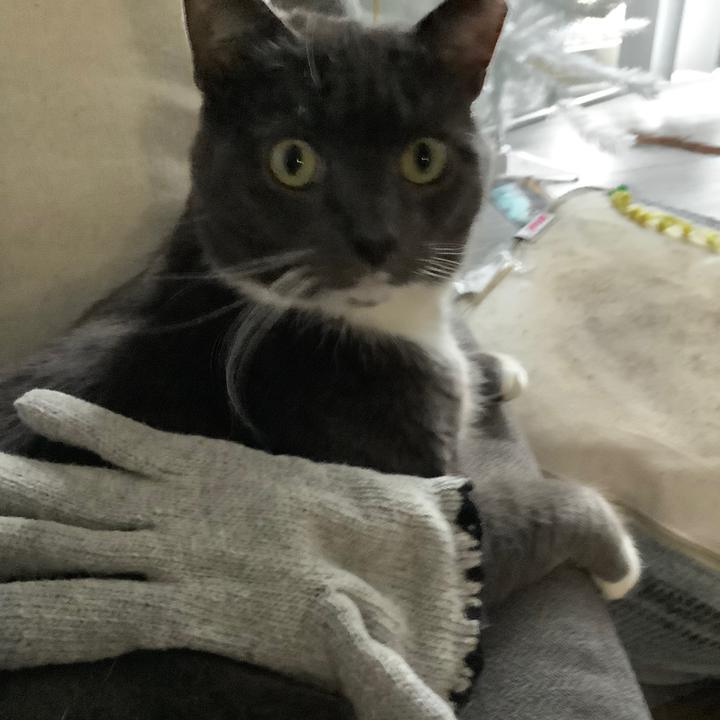 Grayartcat - suara asli