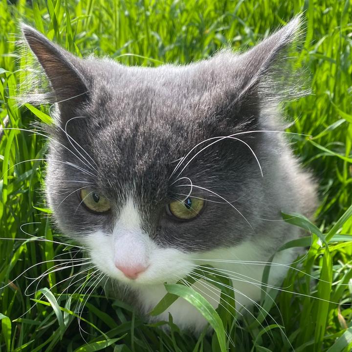 Mitya - suara asli