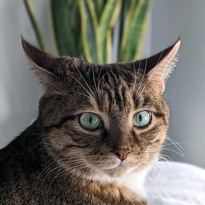 missmia.tabbycat
