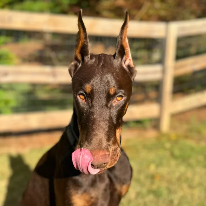 @_nalathedoberman