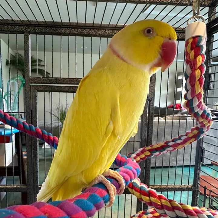 @tweetyringneck