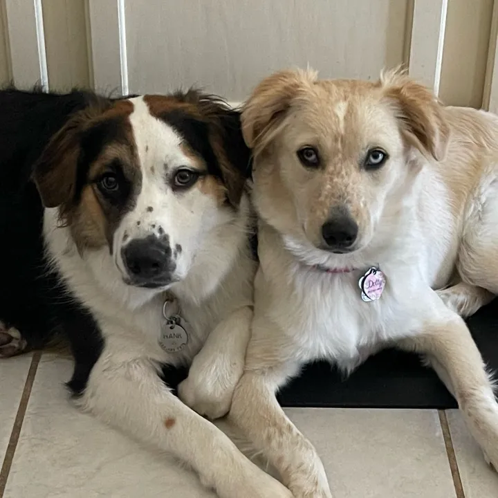 hankanddollyrescuedogs