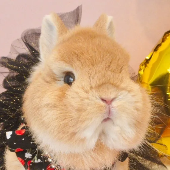 @eggiethebunny