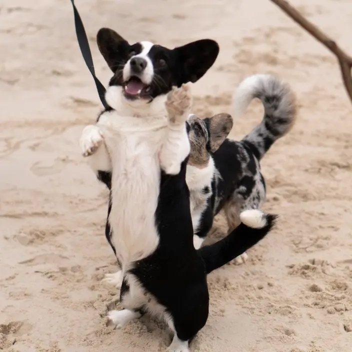 corgi.baget_shelli - original sound