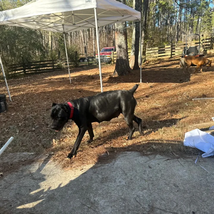 gilleycreekkennels