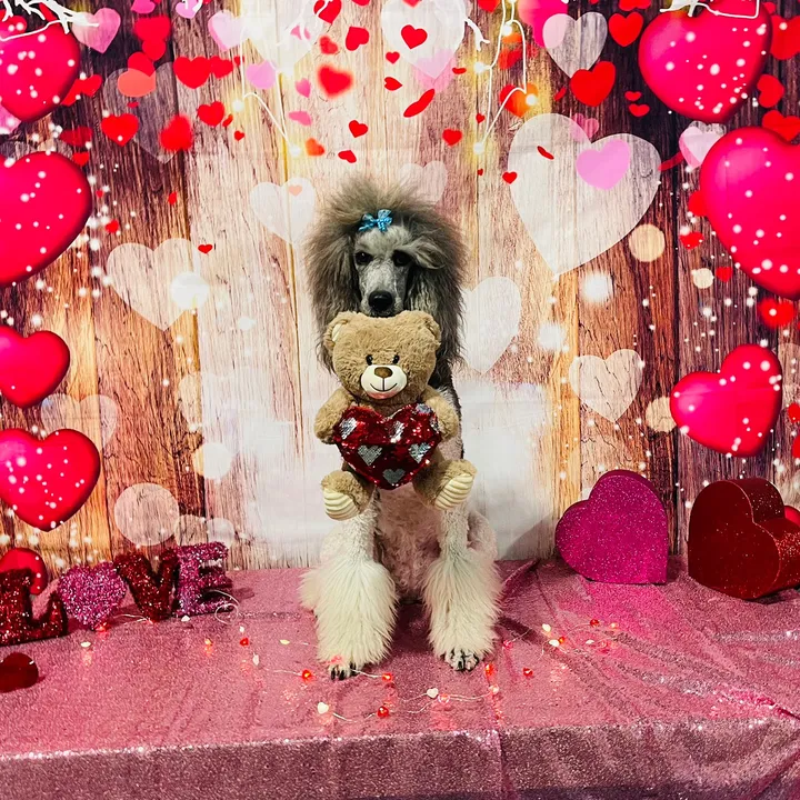 @luxetheadventurepoodle