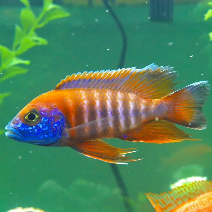 cichlidchief