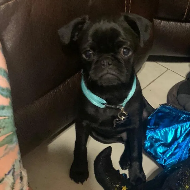 @benjibearthepug