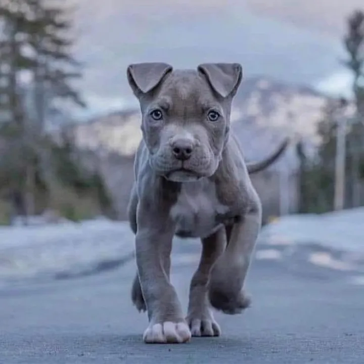 @ultimatepuppies