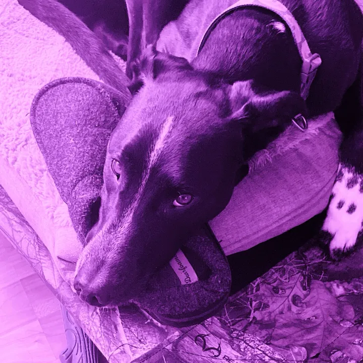 @chaotic.pet.lover