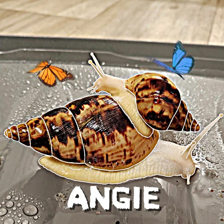 angie18345