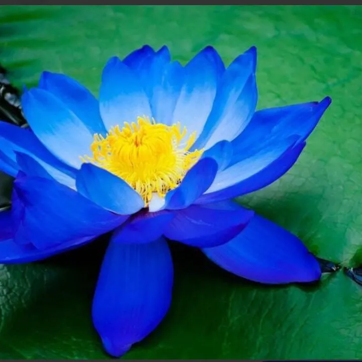 neelambaram123