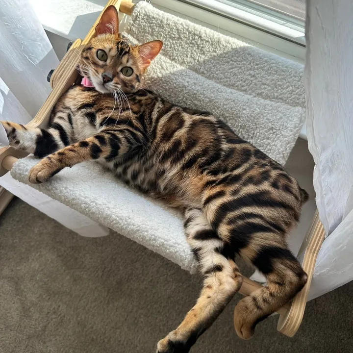 cleochanelthebengal