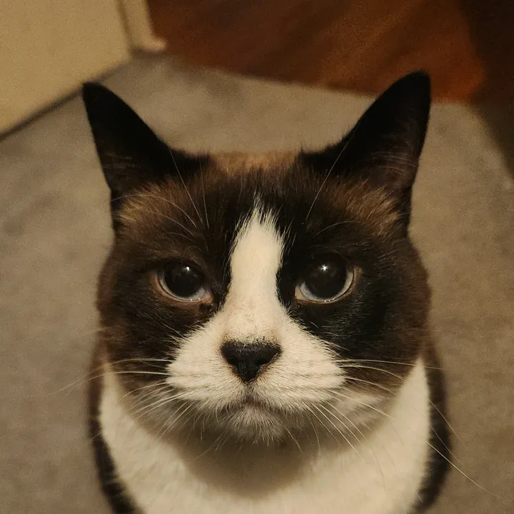@justagirlandhercatzelda