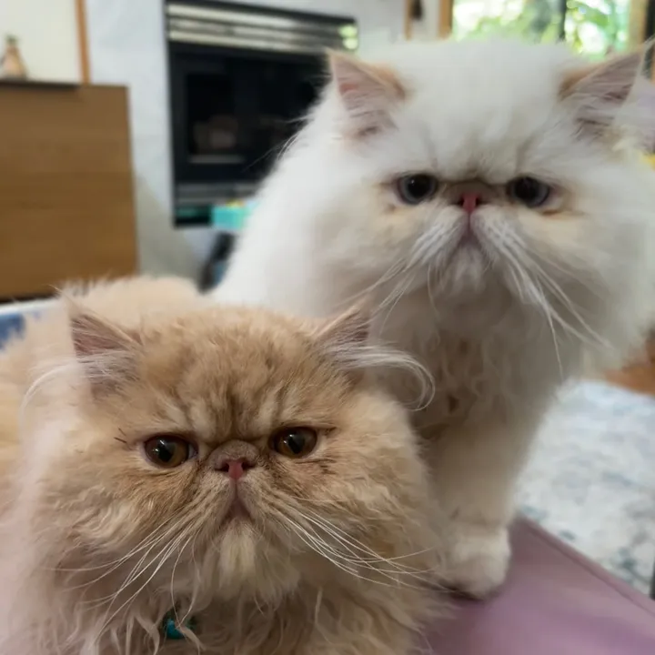 cheddarandgidget
