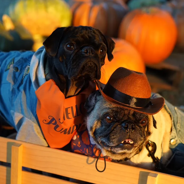 @thatonepugbenji