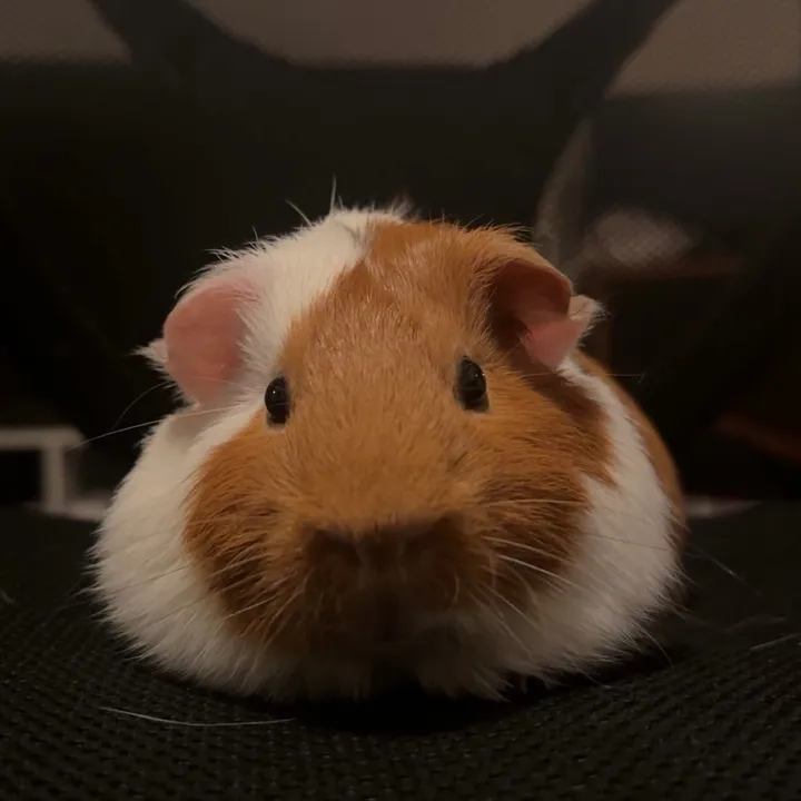 twoobee0