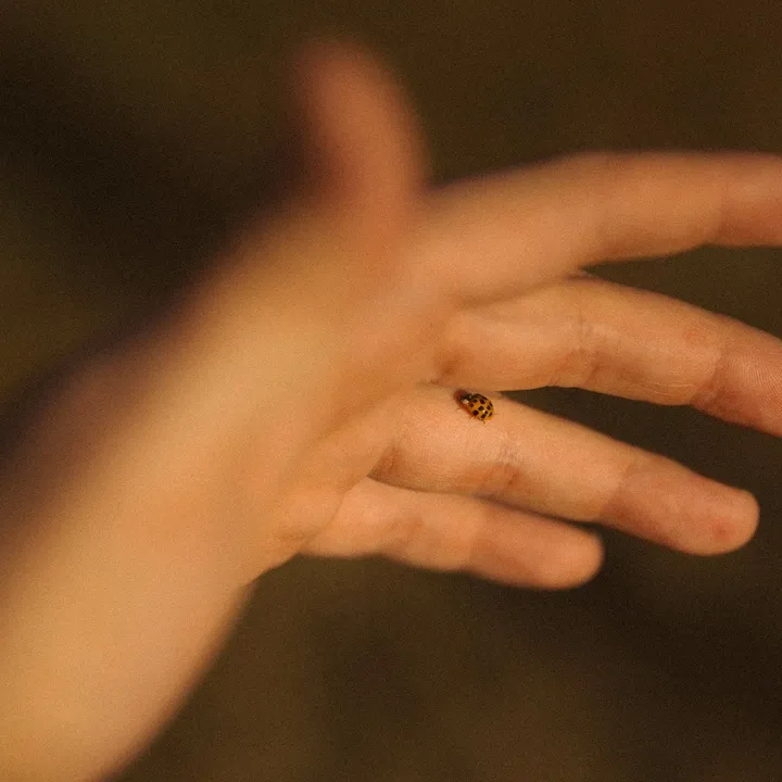 @thelastofthebugs