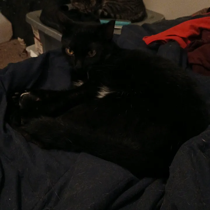 cat.lover.backup7