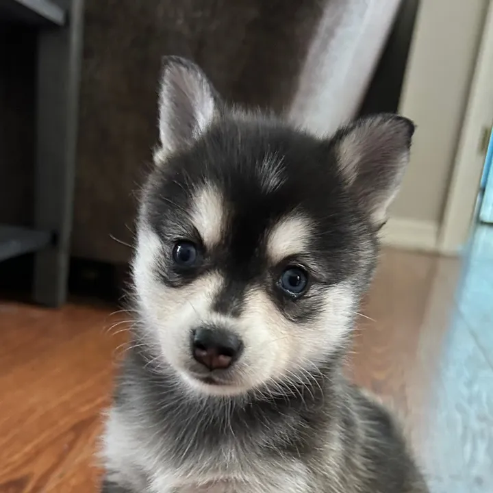 kleekaipuppies4sale