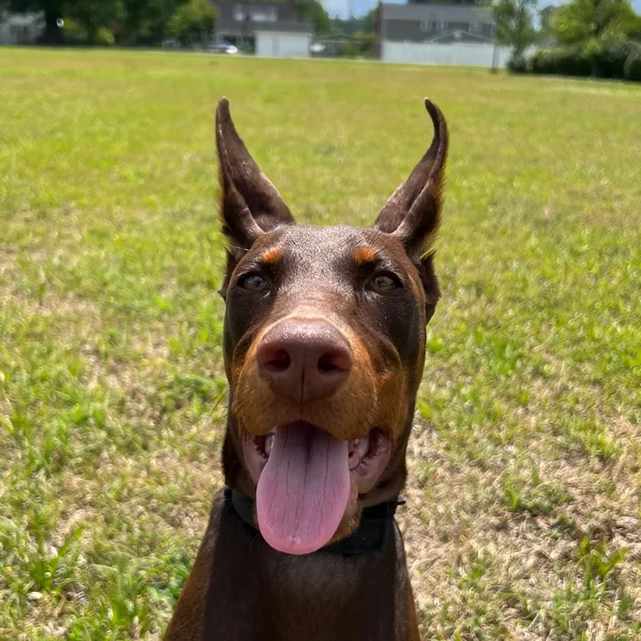 @mmthedoberman