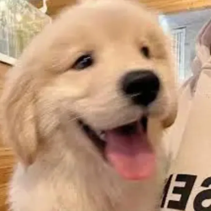 funnydog893
