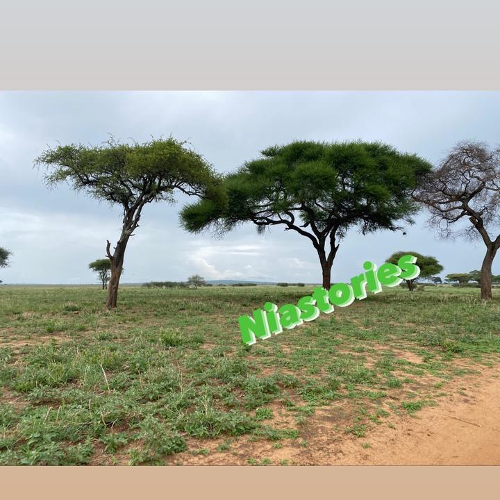 niastories7