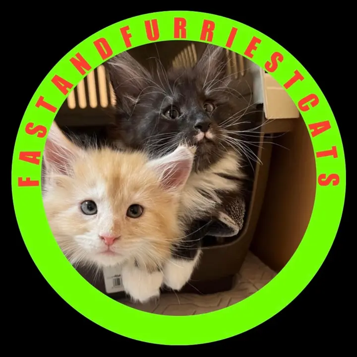FastandFurriestCats - suara asli