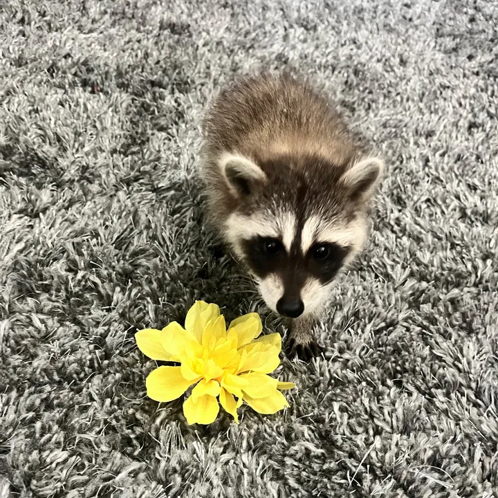 @pilotpawsrox