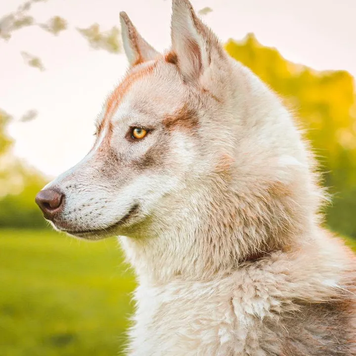 @countrypawspack