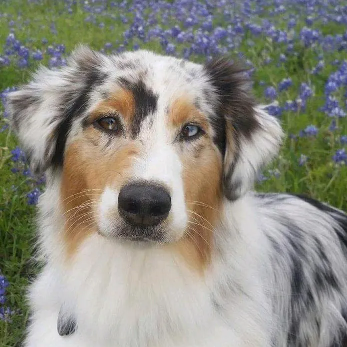 wickeddoghandler