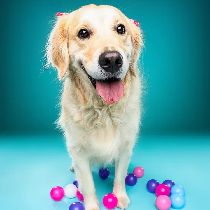 a.golden.named.chloe