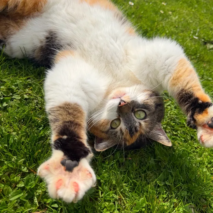 tias_katzen