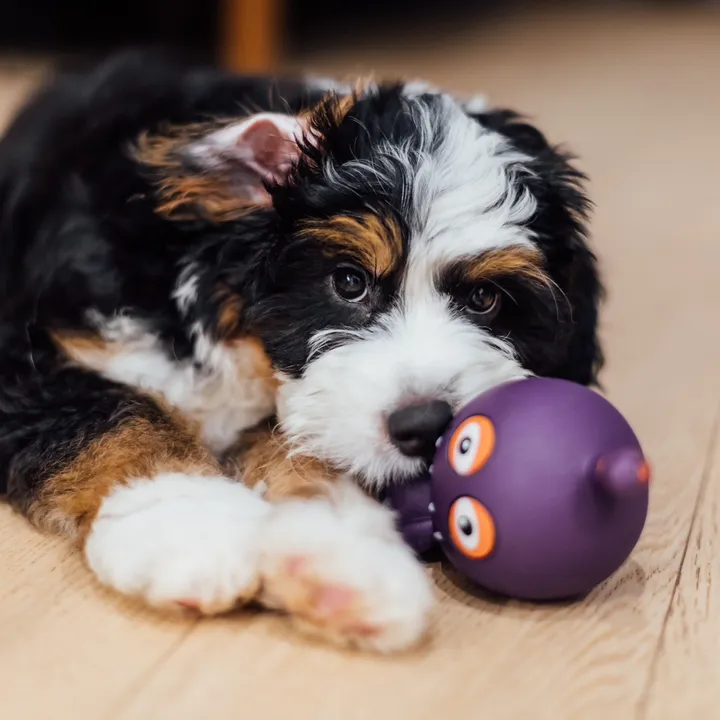 @puppypoppy5